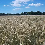 Utkiek Aurich